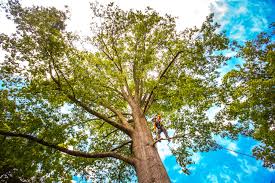 Best Tree Risk Assessment  in Captains Cove, VA