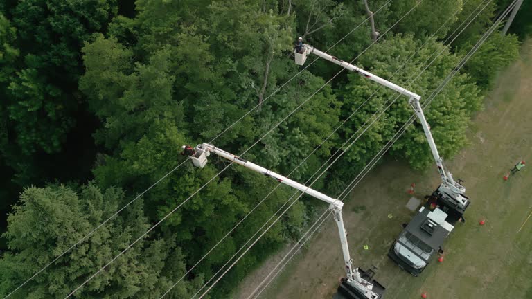 Best Root Management and Removal  in Captains Cove, VA