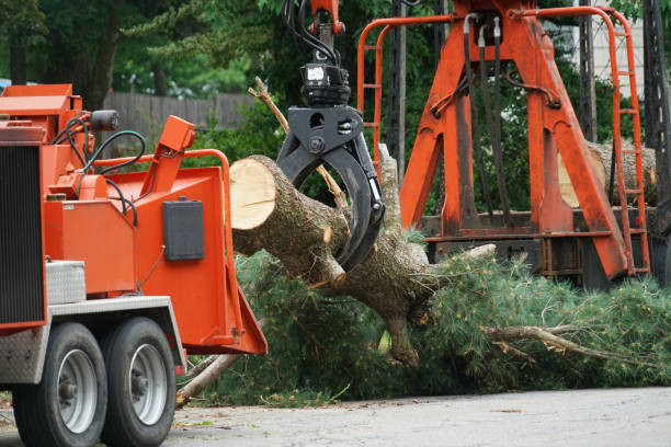 Best Tree Removal  in Captains Cove, VA