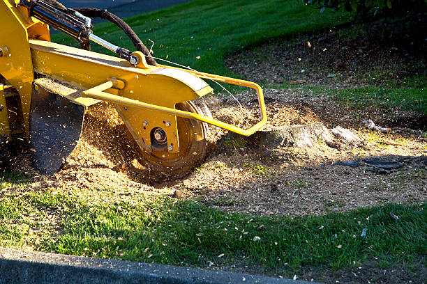 Best Weed Control  in Captains Cove, VA