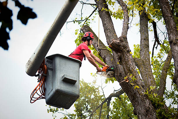 Best Tree Cabling and Bracing  in Captains Cove, VA