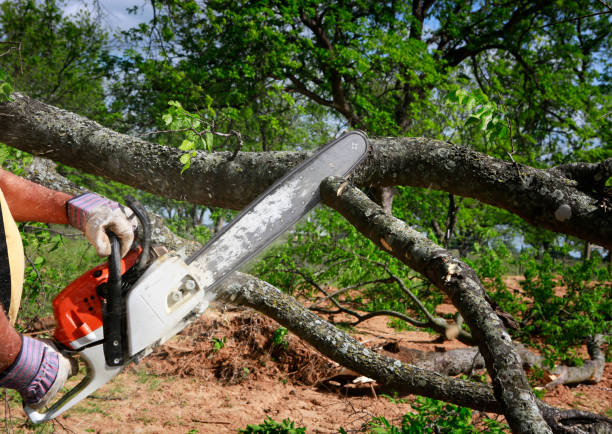 How Our Tree Care Process Works  in  Captains Cove, VA