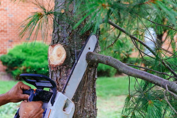 Best Tree Maintenance Programs  in Captains Cove, VA